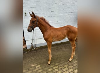 Hannoveraner, Stute, Fohlen (06/2026), Fuchs