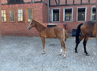 Hannoveraner, Stute, Fohlen (04/2025), Fuchs