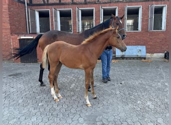 Hannoveraner, Stute, Fohlen (04/2025), Fuchs