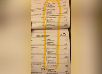 Hannoveraner, Stute, Fohlen (03/2026), Kann Schimmel werden