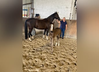 Hannoveraner, Stute, Fohlen (06/2025), Rappe