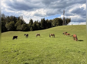 Hannoveraner, Stute, Fohlen (04/2026), Rappe