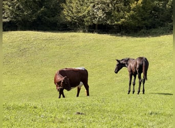 Hannoveraner, Stute, Fohlen (04/2026), Rappe