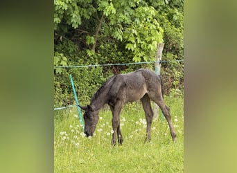 Hannoveraner, Stute, Fohlen (04/2026), Rappe