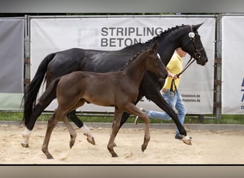 Hannoveraner, Stute, Fohlen (04/2025), Rappe