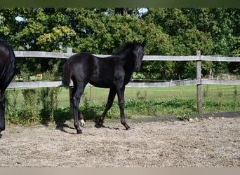 Hannoveraner, Stute, Fohlen (05/2024), Rappe