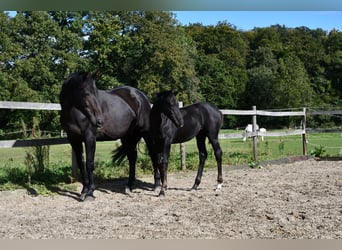 Hannoveraner, Stute, Fohlen (05/2024), Rappe