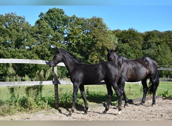 Hannoveraner, Stute, Fohlen (05/2024), Rappe