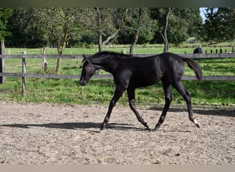 Hannoveraner, Stute, Fohlen (05/2024), Rappe