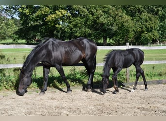 Hannoveraner, Stute, Fohlen (05/2024), Rappe