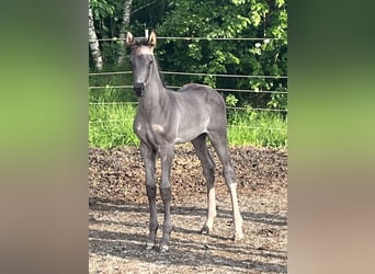 Hannoveraner, Stute, Fohlen (05/2025), Rappe