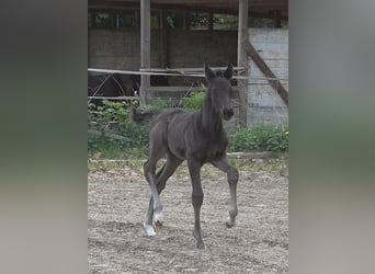 Hannoveraner, Stute, , Rappe