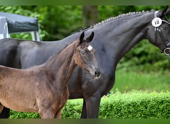 Hannoveraner, Stute, , Schwarzbrauner