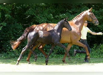 Hannoveraner, Stute, Fohlen (04/2024), Schwarzbrauner