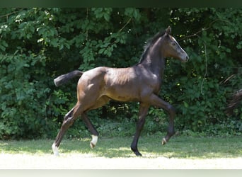 Hannoveraner, Stute, Fohlen (05/2024), Schwarzbrauner