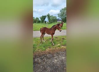 Hannoveraner, Stute, Fohlen (04/2025)