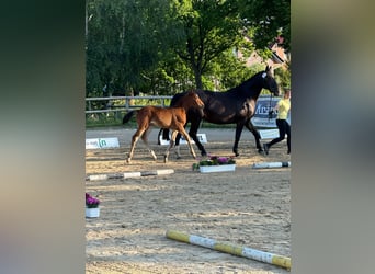 Hannoveraner, Stute, Fohlen (04/2025)