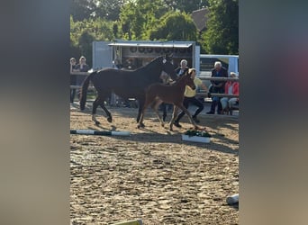 Hannoveraner, Stute, Fohlen (04/2025)