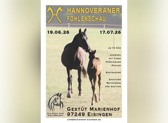 Hannoveraner, Unbekannt, 3 Jahre