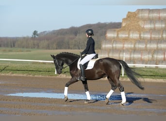 Hannoveraner, Wallach, 10 Jahre, 162 cm, Rappe