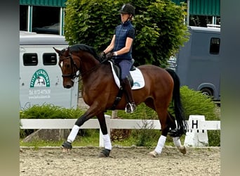 Hannoveraner, Wallach, 10 Jahre, 164 cm, Hellbrauner