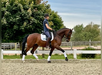 Hannoveraner, Wallach, 10 Jahre, 164 cm, Hellbrauner