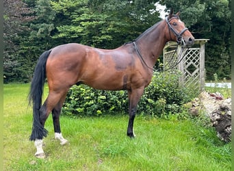 Hannoveraner, Wallach, 10 Jahre, 164 cm, Hellbrauner