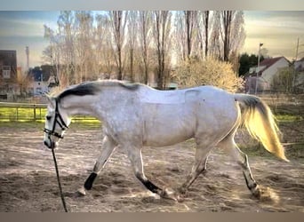 Hannoveraner, Wallach, 10 Jahre, 165 cm, Apfelschimmel