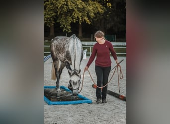 Hannoveraner, Wallach, 10 Jahre, 165 cm