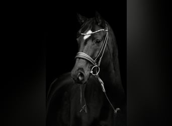 Hannoveraner, Wallach, 10 Jahre, 165 cm, Rappe