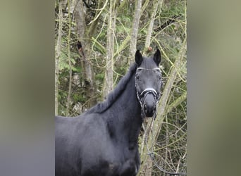 Hannoveraner, Wallach, 10 Jahre, 165 cm, Rappe