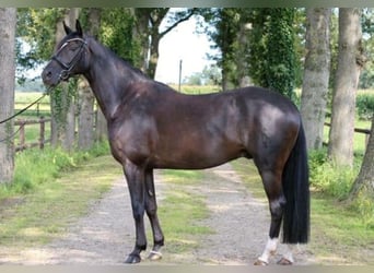 Hannoveraner, Wallach, 10 Jahre, 165 cm, Rappe