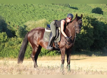 Hannoveraner, Wallach, 10 Jahre, 165 cm, Rappe