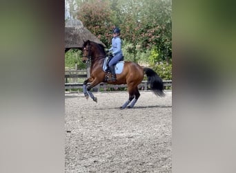 Hannoveraner, Wallach, 10 Jahre, 165 cm, Rotbrauner