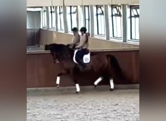 Hannoveraner, Wallach, 10 Jahre, 165 cm, Rotbrauner