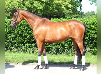 Hannoveraner, Wallach, 10 Jahre, 166 cm, Brauner
