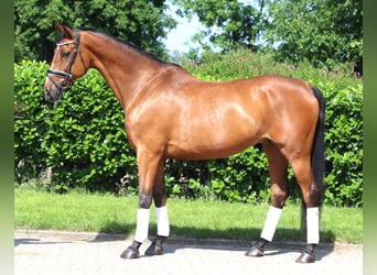 Hannoveraner, Wallach, 10 Jahre, 166 cm, Brauner