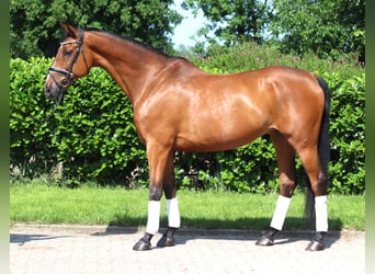 Hannoveraner, Wallach, 10 Jahre, 166 cm, Brauner