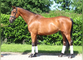 Hannoveraner, Wallach, 10 Jahre, 166 cm, Brauner