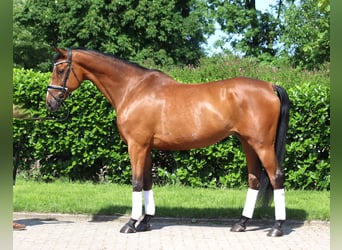 Hannoveraner, Wallach, 10 Jahre, 166 cm, Brauner