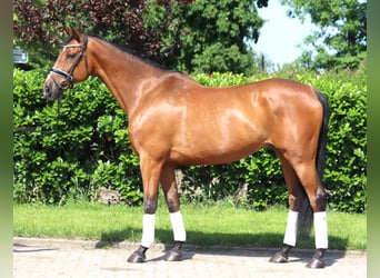 Hannoveraner, Wallach, 10 Jahre, 166 cm, Brauner