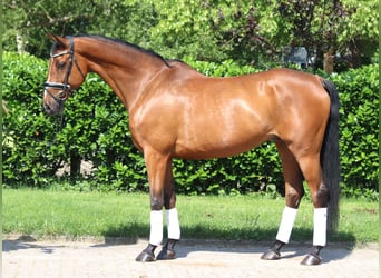 Hannoveraner, Wallach, 10 Jahre, 166 cm, Brauner