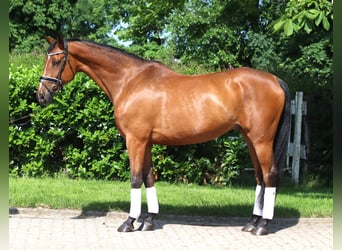 Hannoveraner, Wallach, 10 Jahre, 166 cm, Brauner
