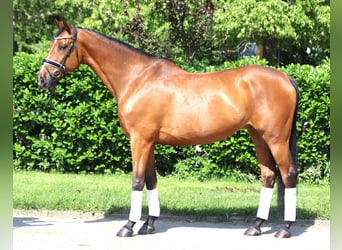 Hannoveraner, Wallach, 10 Jahre, 166 cm, Brauner