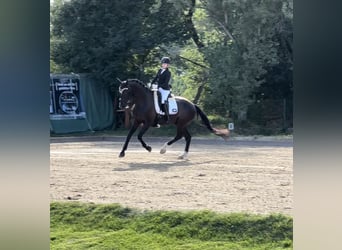 Hannoveraner, Wallach, 10 Jahre, 166 cm, Rappe