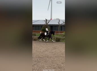 Hannoveraner, Wallach, 10 Jahre, 166 cm, Rappe