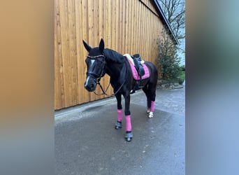 Hannoveraner, Wallach, 10 Jahre, 166 cm, Rappe