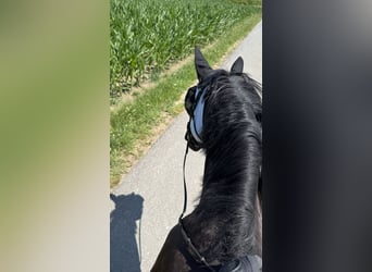 Hannoveraner, Wallach, 10 Jahre, 166 cm, Rappe
