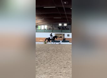 Hannoveraner, Wallach, 10 Jahre, 166 cm, Rappe