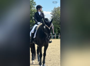 Hannoveraner, Wallach, 10 Jahre, 166 cm, Rappe
